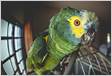 Após apreensão, Justiça manda devolver papagaio ao don
